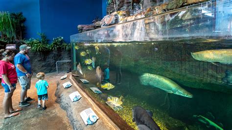 Ripley's Aquarium of the Smokies, Gatlinburg Vacation Rentals: house ...