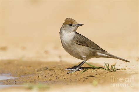 female Eurasian Blackcap Sylvia atricapilla Photograph by Eyal Bartov - Fine Art America