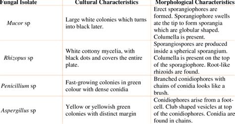 Cultural and morphological characteristics of identified fungi | Download Table