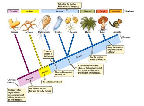 The "Tree of Life". This tree illustrates the relationships of the six ...