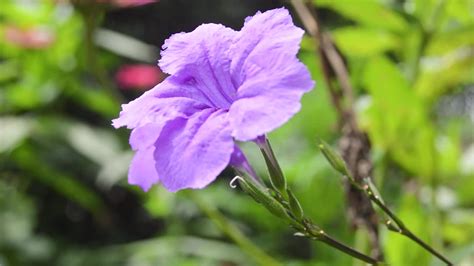 close up of a blooming purple Kencana flower 26324522 Stock Video at ...