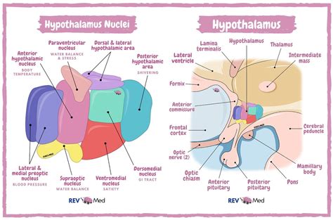 Hypothalamus Anatomy