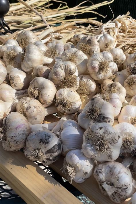 Planting Garlic: Tips and Tricks for a Successful Harvest for Beginners ...