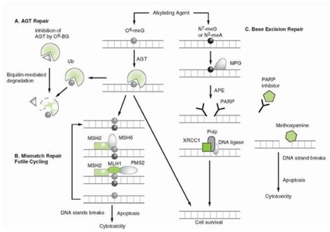 Alkylating Agents | Oncohema Key