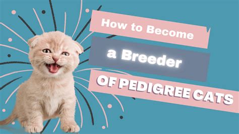 Complete Guide To Breeding Pedigree Cats Cat Breeder Sensei | lupon.gov.ph