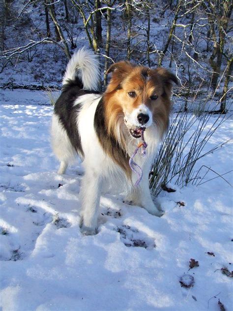 welsh sheepdog photo | Welsh Sheepdog Dog | Herding Dogs | Herding dogs ...