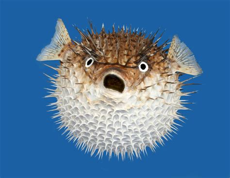 Pufferfish vs Porcupine Fish: What are the Differences? - A-Z Animals