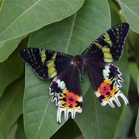 The Sunset Moth was originally thought to be a swallowtail butterfly ...