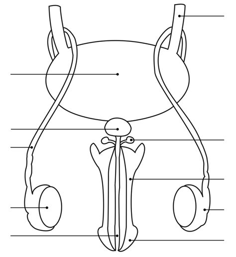 Male Reproductive System - Anterior View Diagram | Quizlet