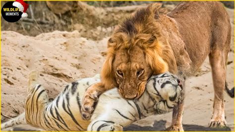 Epic Showdown: Lion’s Triumph Against Tiger in Intense Battle for Survival – Archaeology 24