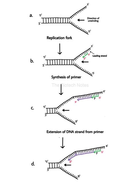 DNA Replication: Prokaryotes. – The Biotech Notes