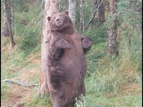 🔥 fat bear : NatureIsFuckingLit