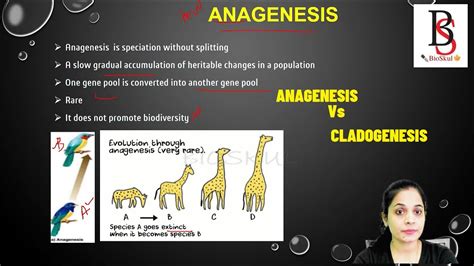 What is Anagenesis & Cladogenesis ? - YouTube