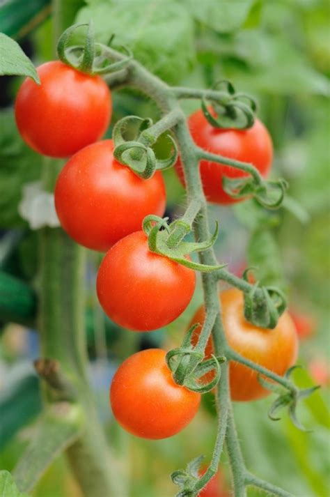 Growing Cherry Tomatoes | ThriftyFun