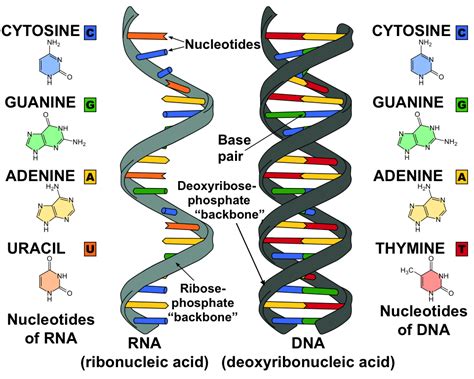 A/L - Biology - Structure of RNA - www.lkedu.lk