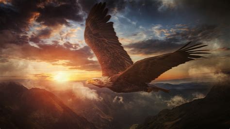 WALLPAPERS HD: Bald Eagle