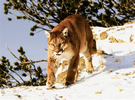 Mountain lions actively avoid artificial light - Earth.com