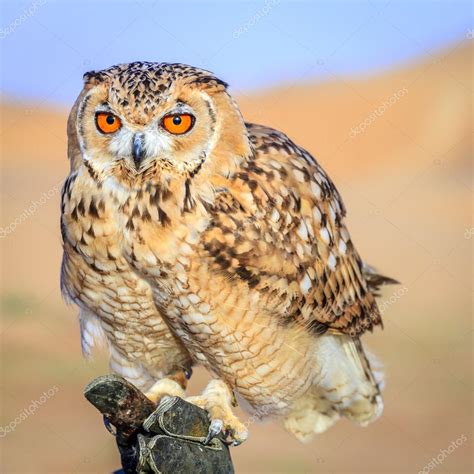 Desert Eagle Owl — Stock Photo © alexeys #114903216