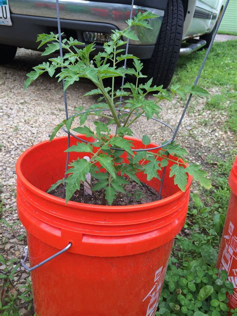 10 Essential Tomato Planting Tips for a Bountiful Harvest