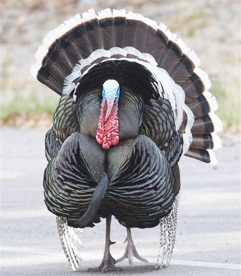 Wild Turkey Free Stock Photo - Public Domain Pictures