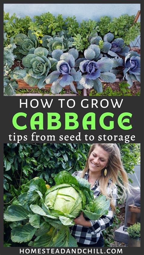 Come learn everything you need to know to grow cabbage from seed (or ...