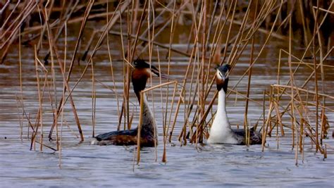 Great Crested Grebe Mating Dance Stock Footage Video (100% Royalty-free ...