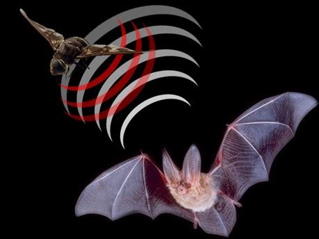 WHAT ARE BATS? |The Garden of Eaden