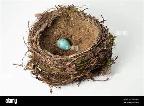 Song Thrush nest and single egg, Turdus philomelos, nest isolated on ...