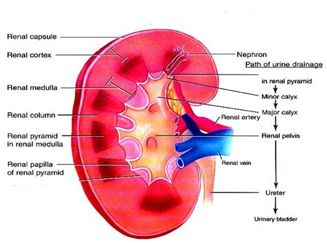 Anatomy and functions of KIDNEYS and MCQs for NEET, GPAT, SSC, GATE ...