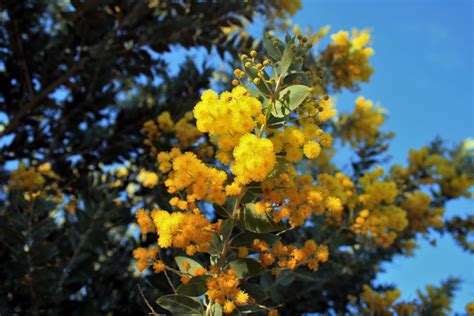 Yellow Acacia Flowers Free Stock Photo - Public Domain Pictures