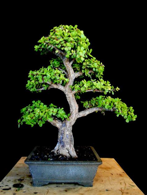 Pin de ED-RADICAL en Bonsai. | Plantas bonsai, Bonsai de jade, Bonsai