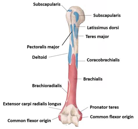 Humerus , parts, side determination, muscles attachment and ...