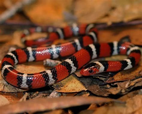 Scarlet Kingsnake - Facts, Diet, Habitat & Pictures on Animalia.bio