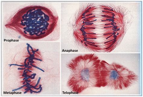 Major Functions of Mitosis and Meiosis - HubPages