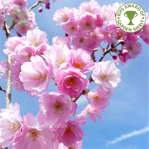 Prunus Accolade | Buy Pink Flowering Cherry Blossom Trees