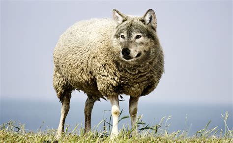 スケジュー Supreme - The Wolf In Sheep’s Clothing ロンTの通販 by T.com's｜シュプリームなら ...