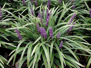 Liriope muscari 'Variegata' Lily-Turf from Saunders Brothers Inc