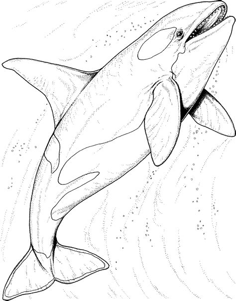 Normal Killer Whale - Coloring Pages