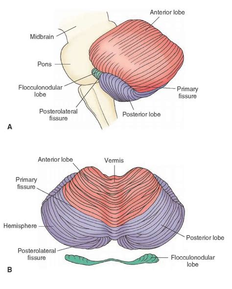 The Cerebellum (Motor Systems) Part 1