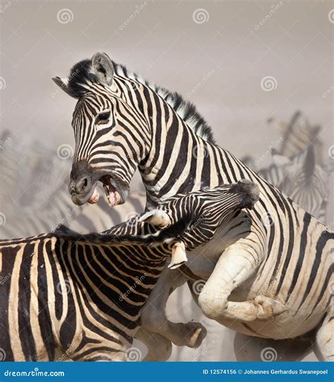 Zebras fighting stock photo. Image of etosha, herbivore - 12574156