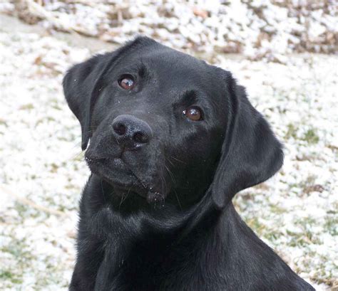 Labrador Retriever Photograph | Labrador Retriever Â» All Pet