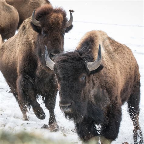 Running Bison In Snow Photography Art | Barb Gonzalez Photography