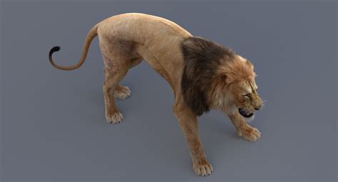 3D Lion Animated — Missset