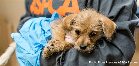 The ASPCA Assists in Rescuing Animals Displaced by California Mudslides | ASPCA