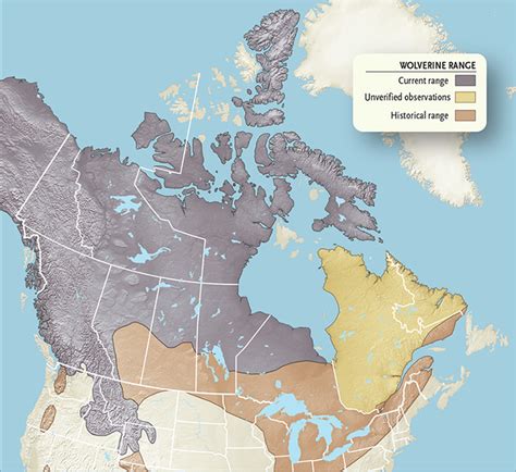 Wolverine: Endangered Species | Canadian Geographic