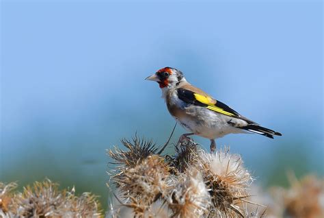 Goldfinch St Cyrus 5 9 2023 1a | Alex M Shepherd | Flickr