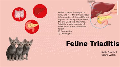 Feline Triaditis by Katie Smith on Prezi