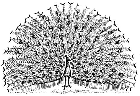 File:Peacock (PSF).png - Wikimedia Commons