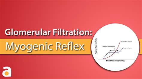 Glomerular Filtration: Myogenic Reflex (Autoregulation) - YouTube