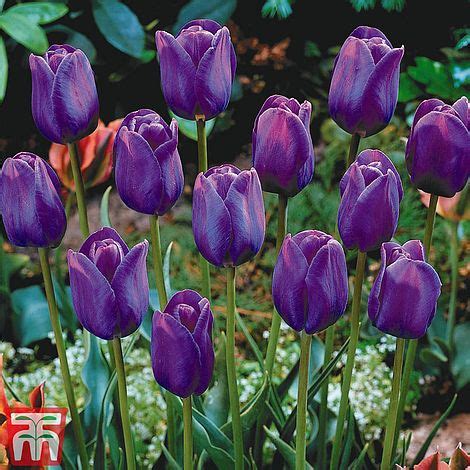 Tulip 'Purple Flag' | Thompson & Morgan